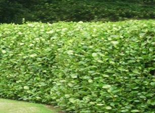 buy hedging plants in wimborne