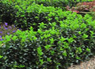 buy hedging plants in wimborne