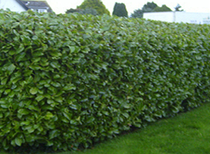 buy hedging plants in wimborne
