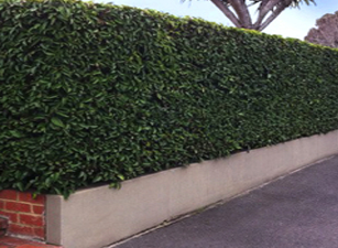 buy hedging plants in wimborne