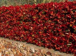 buy hedging plants in wimborne