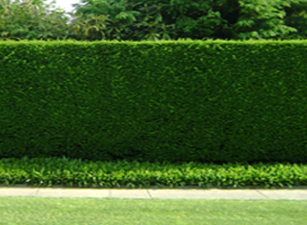 buy hedging plants in wimborne