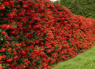 buy hedging plants in wimborne