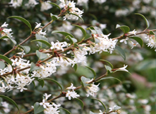 buy hedging plants in wimborne