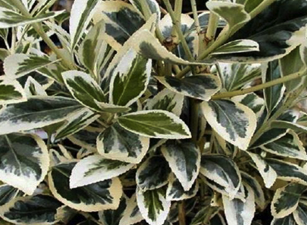 buy hedging plants in wimborne