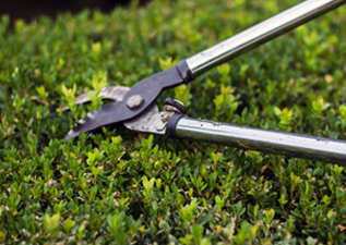 buy hedging plants in wimborne