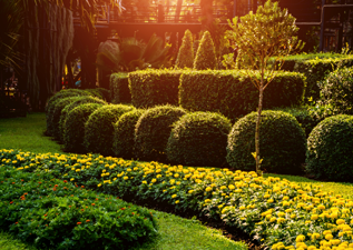 buy hedging plants in wimbore]ne